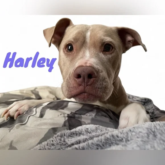 🐾RESCUE FLYER🐾 - Picture 4 of 9